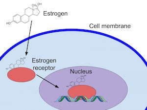 señalización de estrógenos