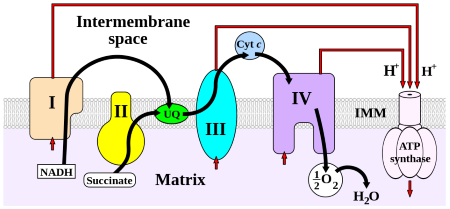 fosforilación oxidativa