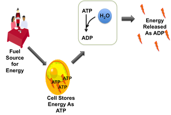 biología ATP