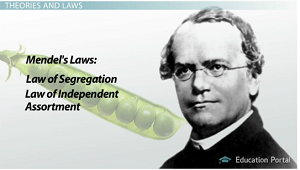 Leyes de Mendel
