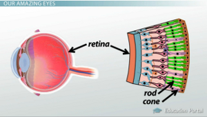 Diagrama de retina ocular