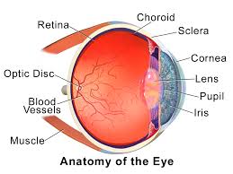 ojo
