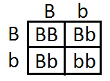 color de ojos punnett square