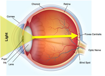 Diagrama de ojo 
