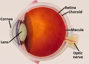 La anatomía del ojo
