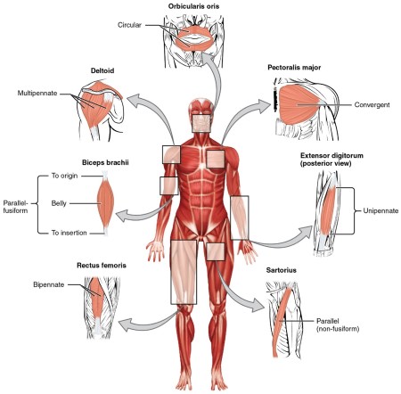 alineación muscular