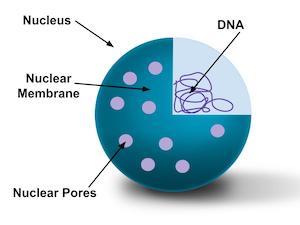 Diagrama que muestra las partes del núcleo, incluida la membrana nuclear.