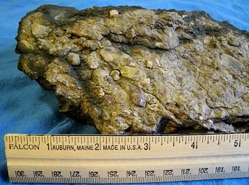 conglomerado