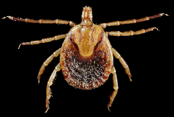 Imagen de garrapata parásita