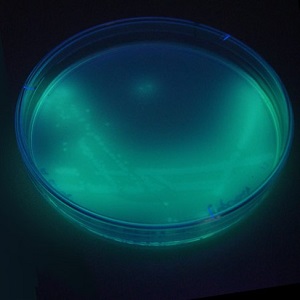 Fluorescencia de Psuedomonas