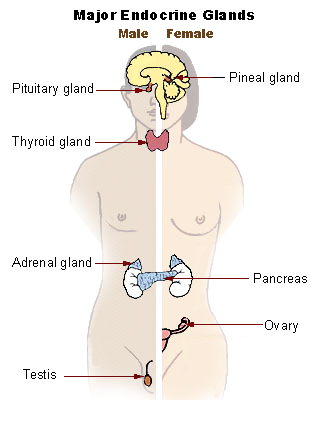 sistema endocrino; psicología fisiológica