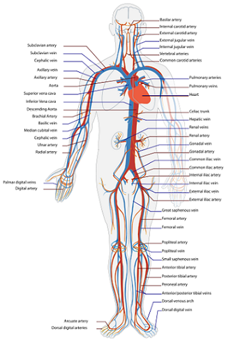 sistema cardiovascular