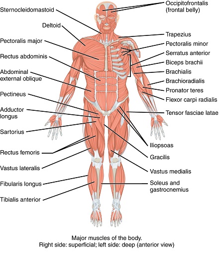 Vista anterior del sistema muscular