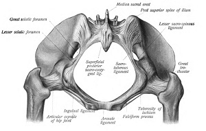 Estructuras de la pelvis
