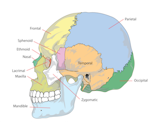 Lóbulos del cerebro