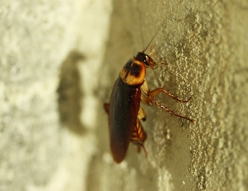 Cucaracha americana