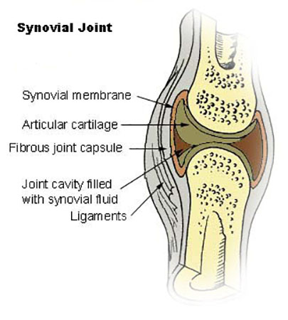 una ilustración de la anatomía de una articulación sinovial.