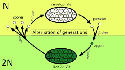 alternancia de generaciones
