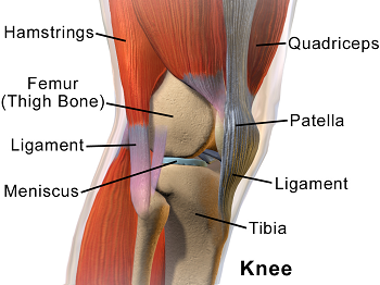 articulación de la rodilla