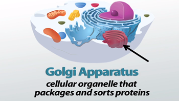 apparatgolgi