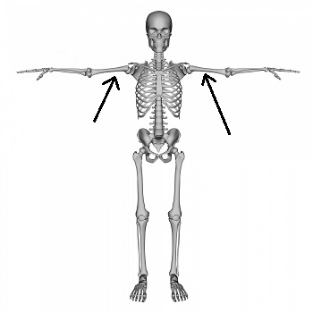 esqueleto