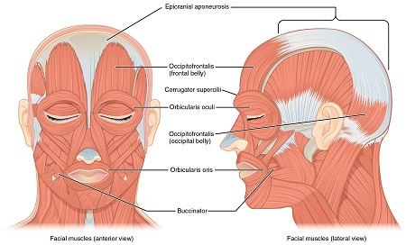 Músculos faciales