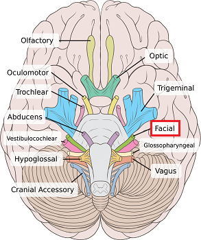 nervio facial