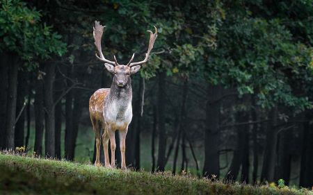 Fotografía en color de un ciervo en barbecho parado en el borde del bosque, frente a la cámara.
