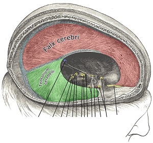 hoz cerebri