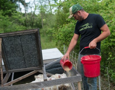 Granjero que alimenta a los pollos con piensos contaminados con aflatoxinas