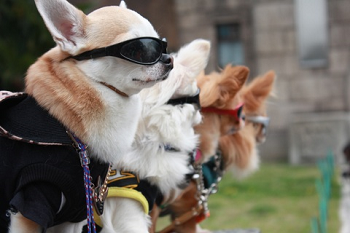 desfile de moda de perro