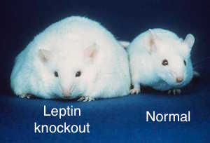 nocaut de leptina