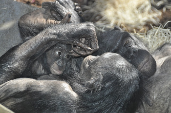 Bonobos
