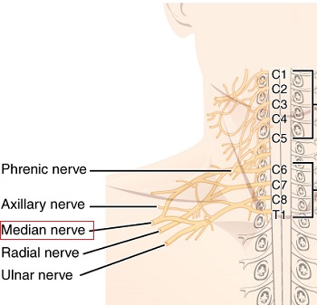 nervio medio