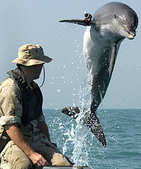 Delfín militar