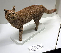 Pariente salvaje del gato doméstico