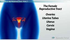 Aparato reproductor femenino