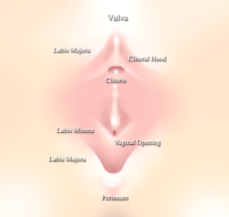 labios mayores y menores