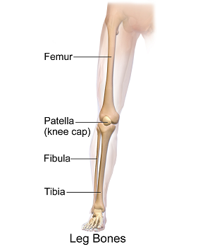 fémur