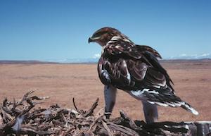 Halcón del desierto de Mojave