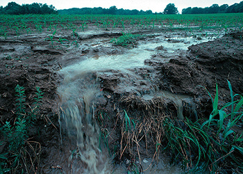El fertilizante puede escurrirse hacia los ríos