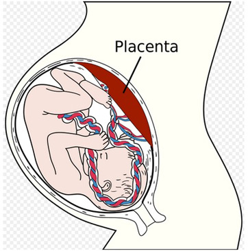 Imagen de placenta y feto
