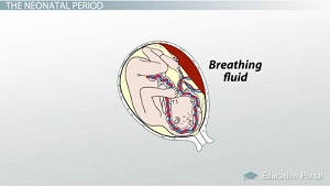 El feto respira líquido