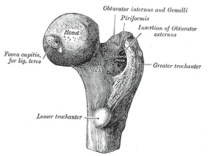 Estructuras proximales del fémur