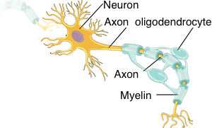 mielina