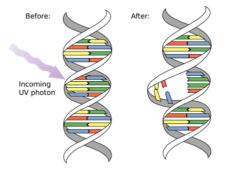 Este diagrama muestra cómo la luz ultravioleta crea dímeros de timina. Cuando los fotones de la luz inciden en los nucleótidos de timina en una hebra de ADN, dos moléculas de timina vecinas pueden unirse covalentemente entre sí, creando un nudo en la doble hélice del ADN.