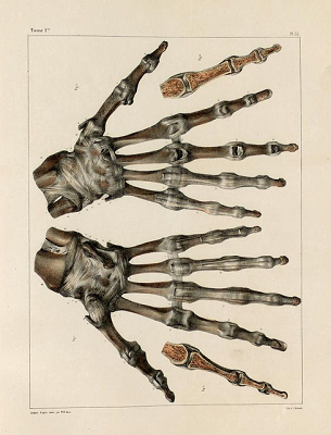 Anatomía de la mano y los dedos.