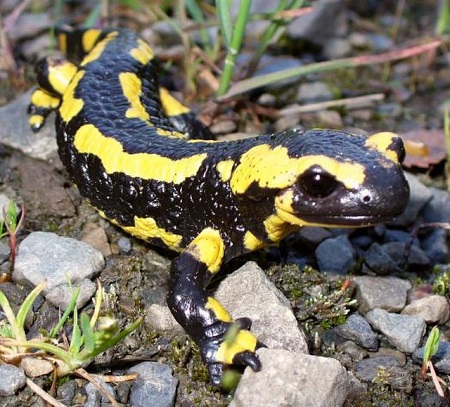 Una fotografía de una salamandra de fuego.
