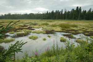 pantano de sphagnum