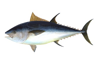 aletas de pescado